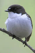 European Pied Flycatcher