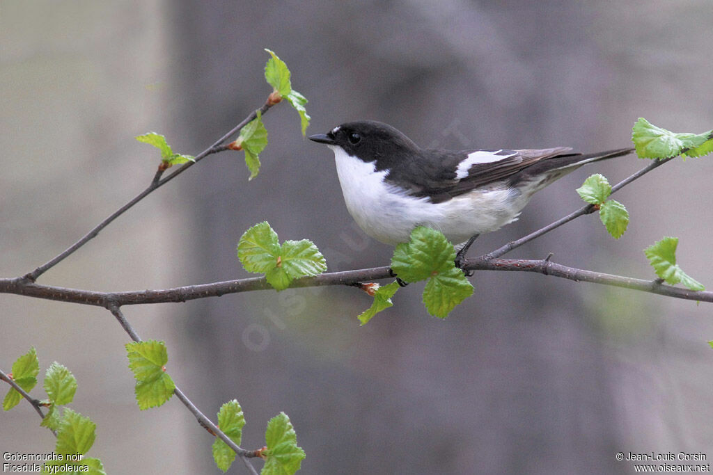 Gobemouche noir