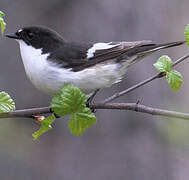 Gobemouche noir