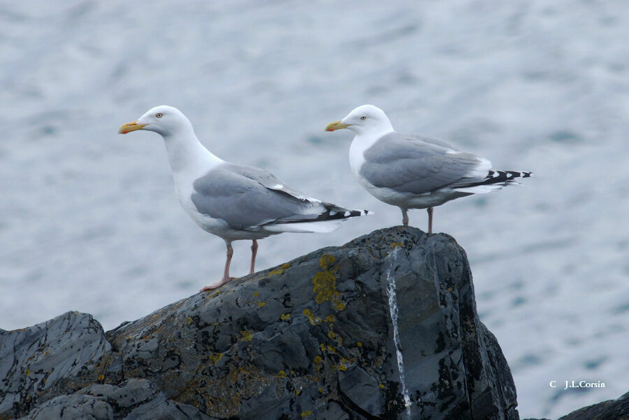 European Herring Gull