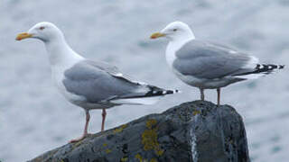 European Herring Gull