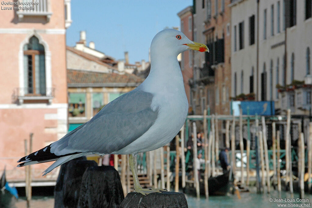 Yellow-legged Gull