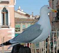 Yellow-legged Gull