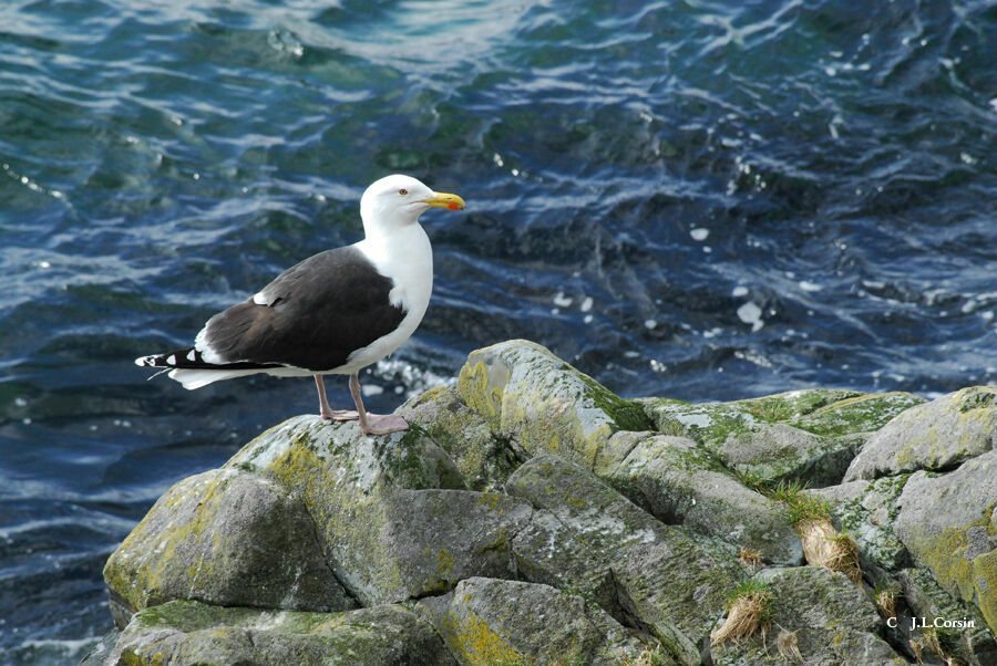 Great Black-backed Gull