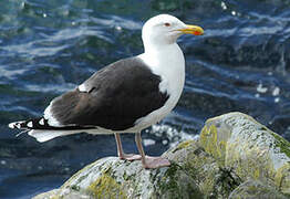 Great Black-backed Gull