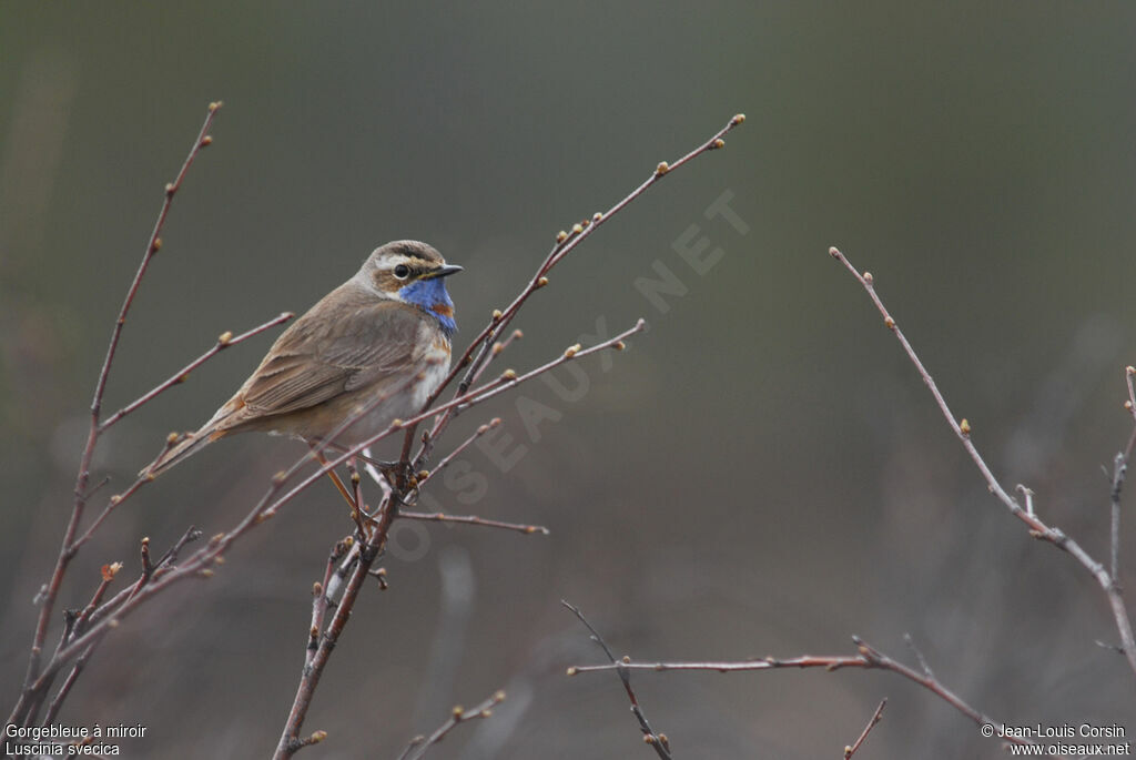 Bluethroat male