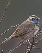 Bluethroat