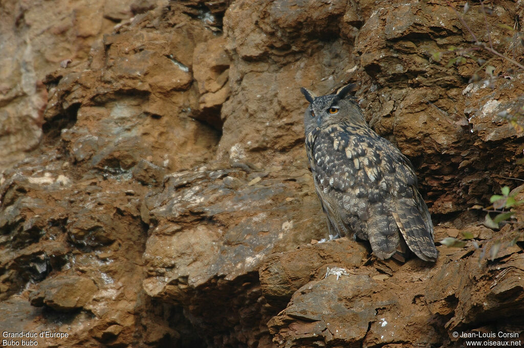 Eurasian Eagle-Owl