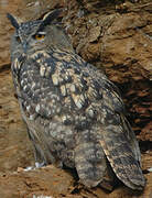 Eurasian Eagle-Owl