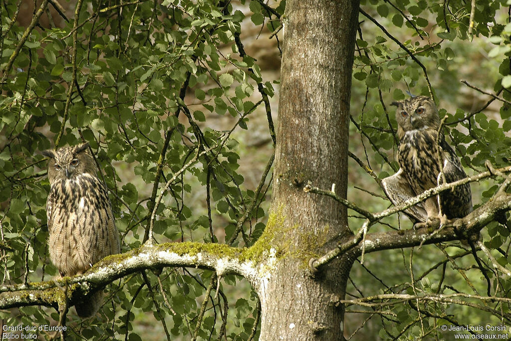 Eurasian Eagle-Owl