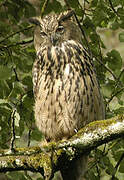 Eurasian Eagle-Owl