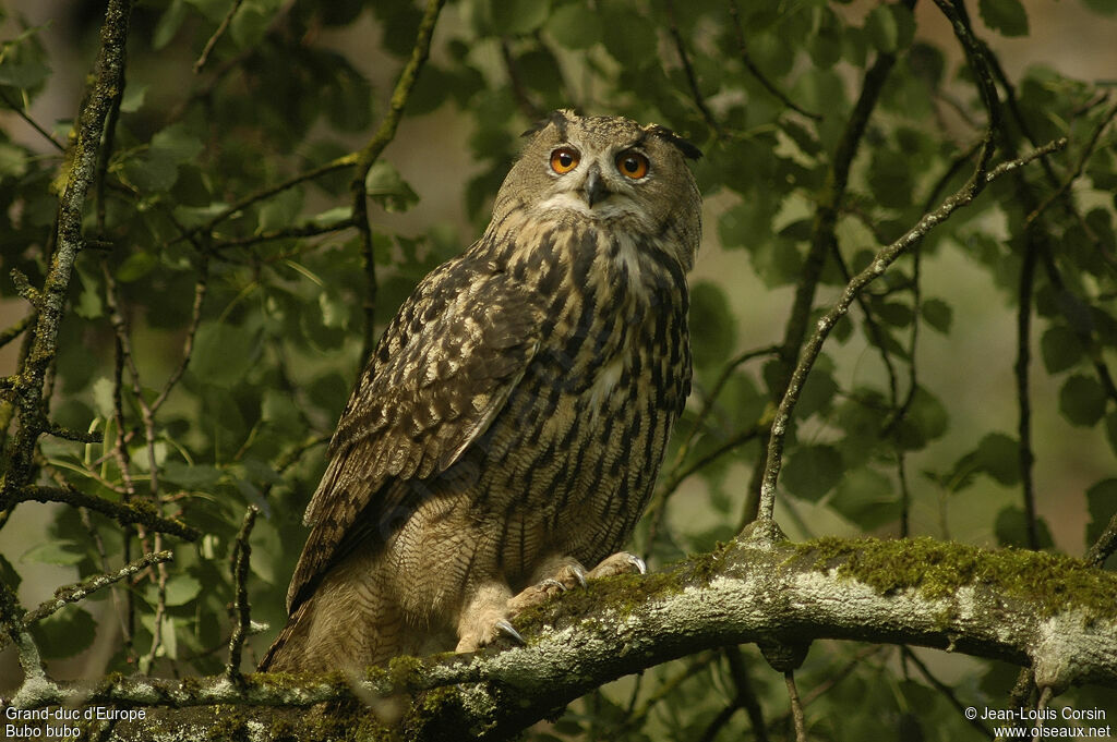 Eurasian Eagle-Owl