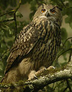 Eurasian Eagle-Owl