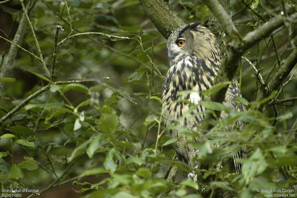 Eurasian Eagle-Owl