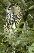 Eurasian Eagle-Owl