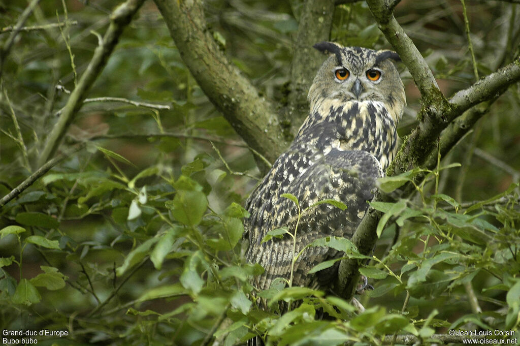 Eurasian Eagle-Owl