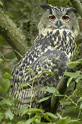 Eurasian Eagle-Owl