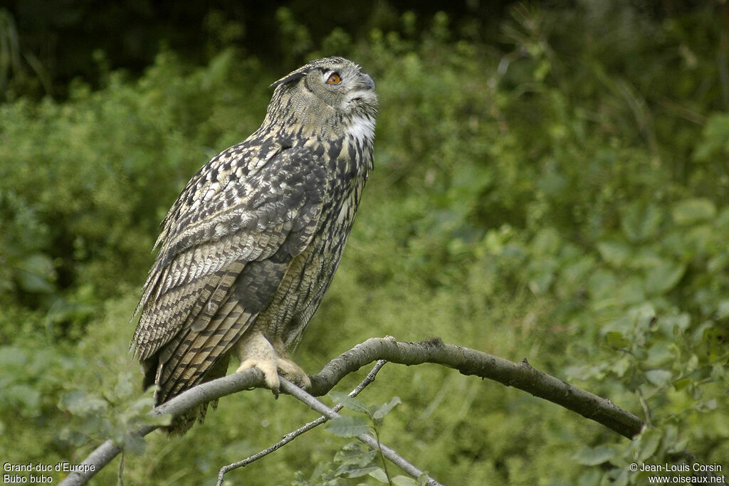 Eurasian Eagle-Owl