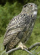 Eurasian Eagle-Owl