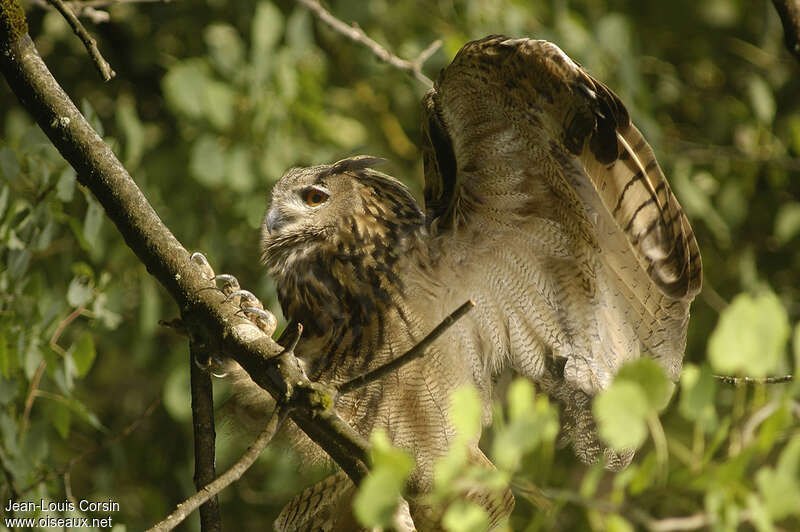 Eurasian Eagle-Owl, aspect, Behaviour