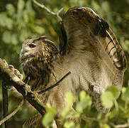 Eurasian Eagle-Owl