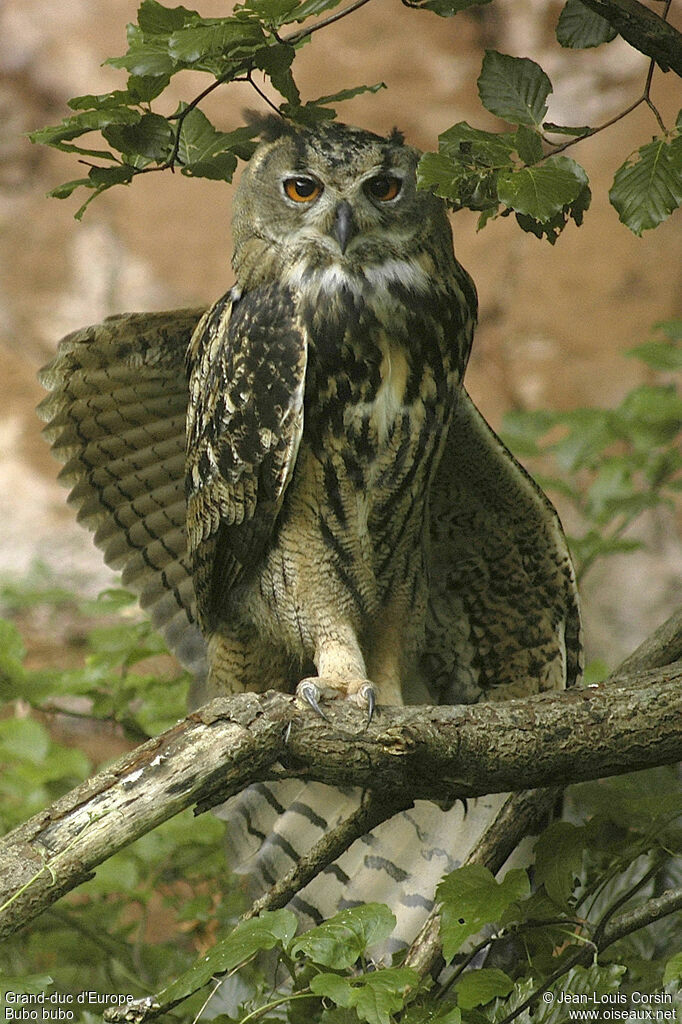 Eurasian Eagle-Owl