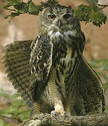 Eurasian Eagle-Owl