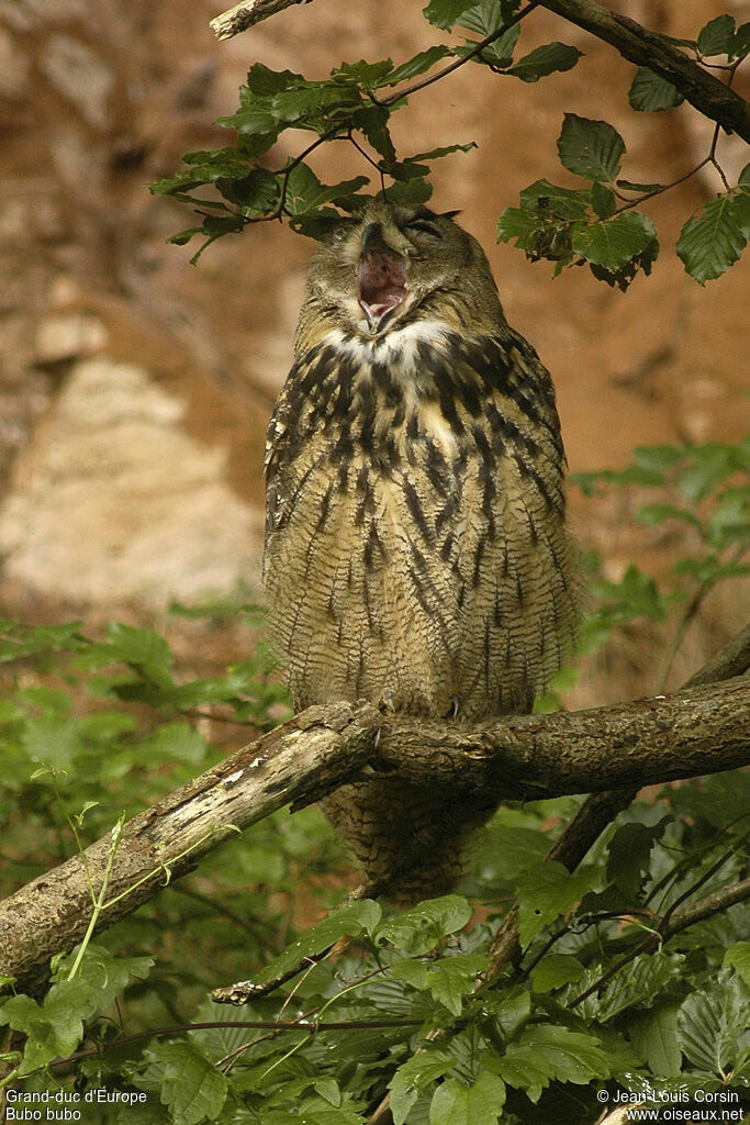 Eurasian Eagle-Owl