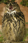 Eurasian Eagle-Owl