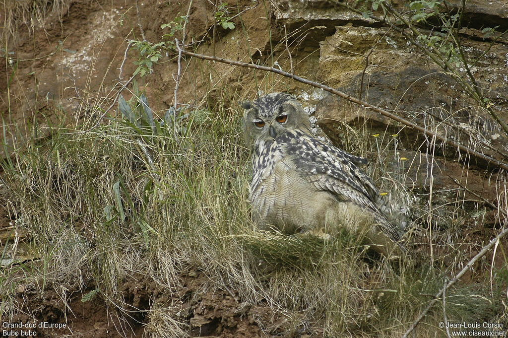 Eurasian Eagle-Owl