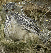 Eurasian Eagle-Owl