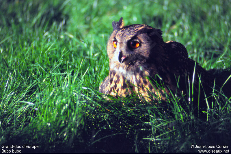 Eurasian Eagle-Owl