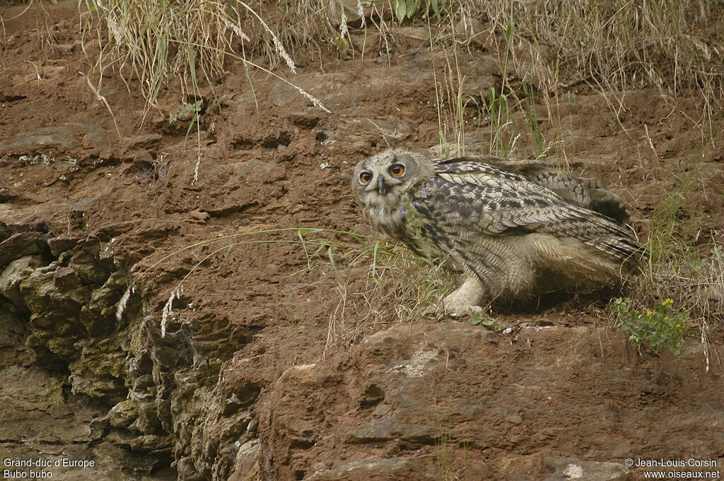 Eurasian Eagle-Owl