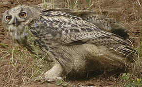 Eurasian Eagle-Owl