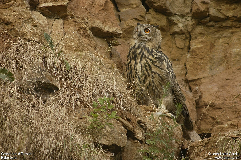 Eurasian Eagle-Owl