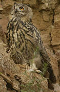 Eurasian Eagle-Owl