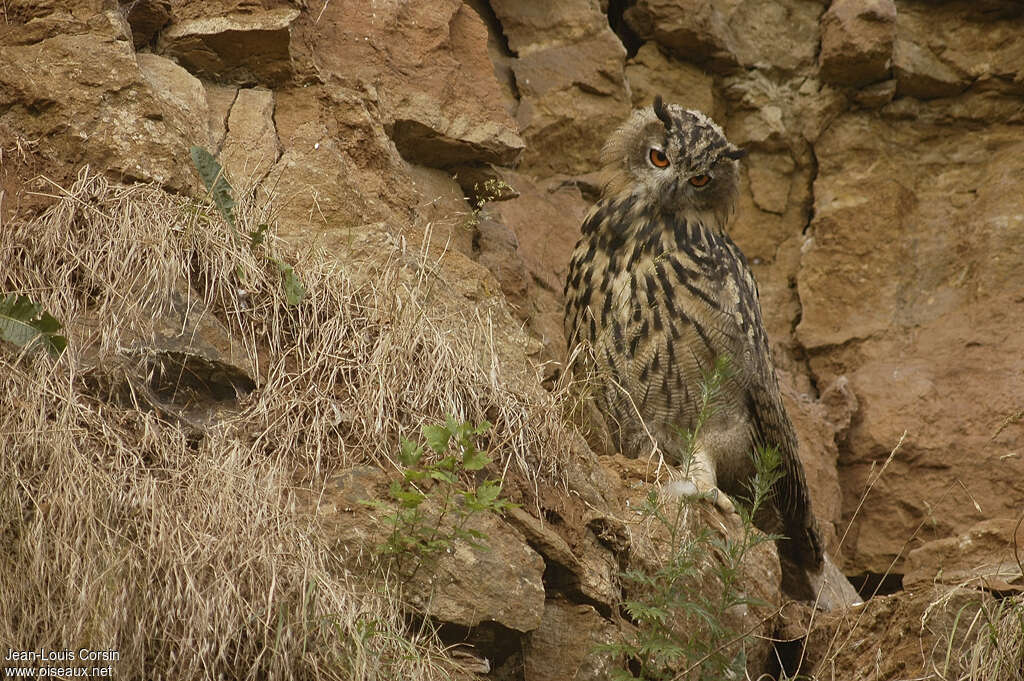 Eurasian Eagle-Owladult, habitat