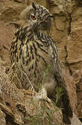 Eurasian Eagle-Owl