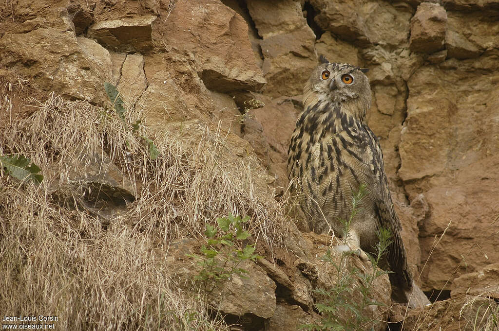 Grand-duc d'Europeadulte, identification