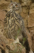 Eurasian Eagle-Owl