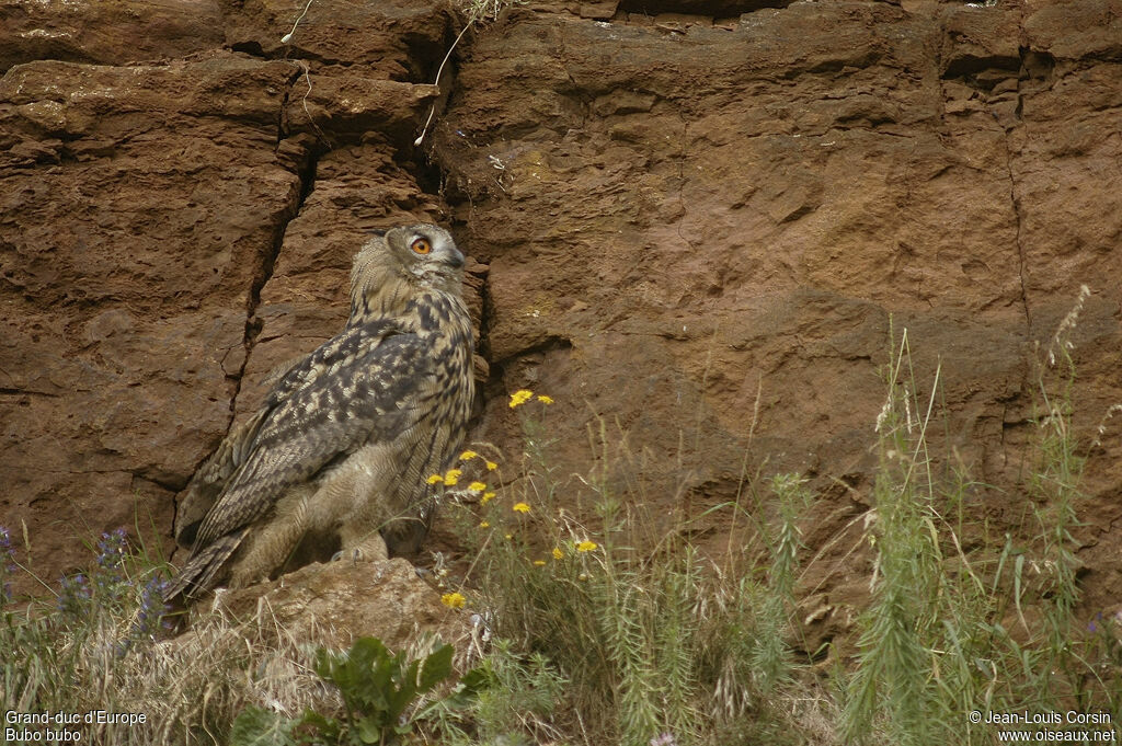 Eurasian Eagle-Owl