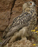 Eurasian Eagle-Owl