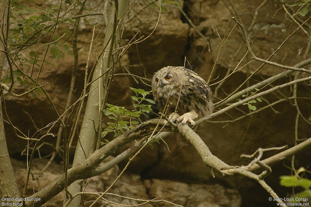 Eurasian Eagle-Owl