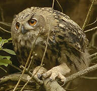 Eurasian Eagle-Owl