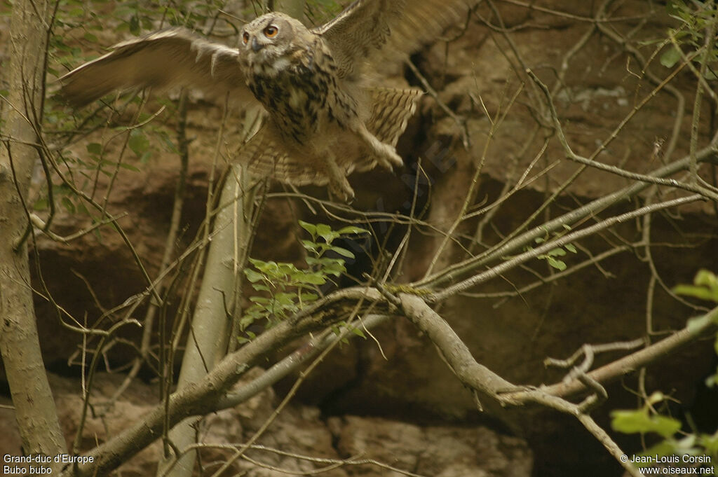 Eurasian Eagle-Owl