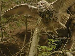 Eurasian Eagle-Owl