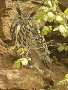 Eurasian Eagle-Owl