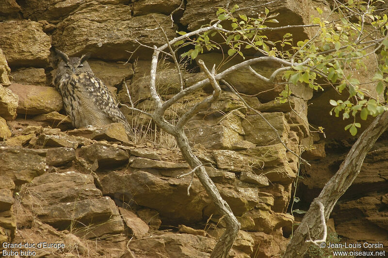 Eurasian Eagle-Owl male adult
