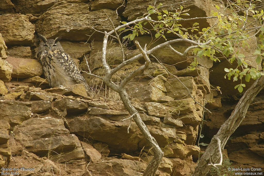 Eurasian Eagle-Owl male adult