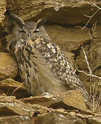 Eurasian Eagle-Owl